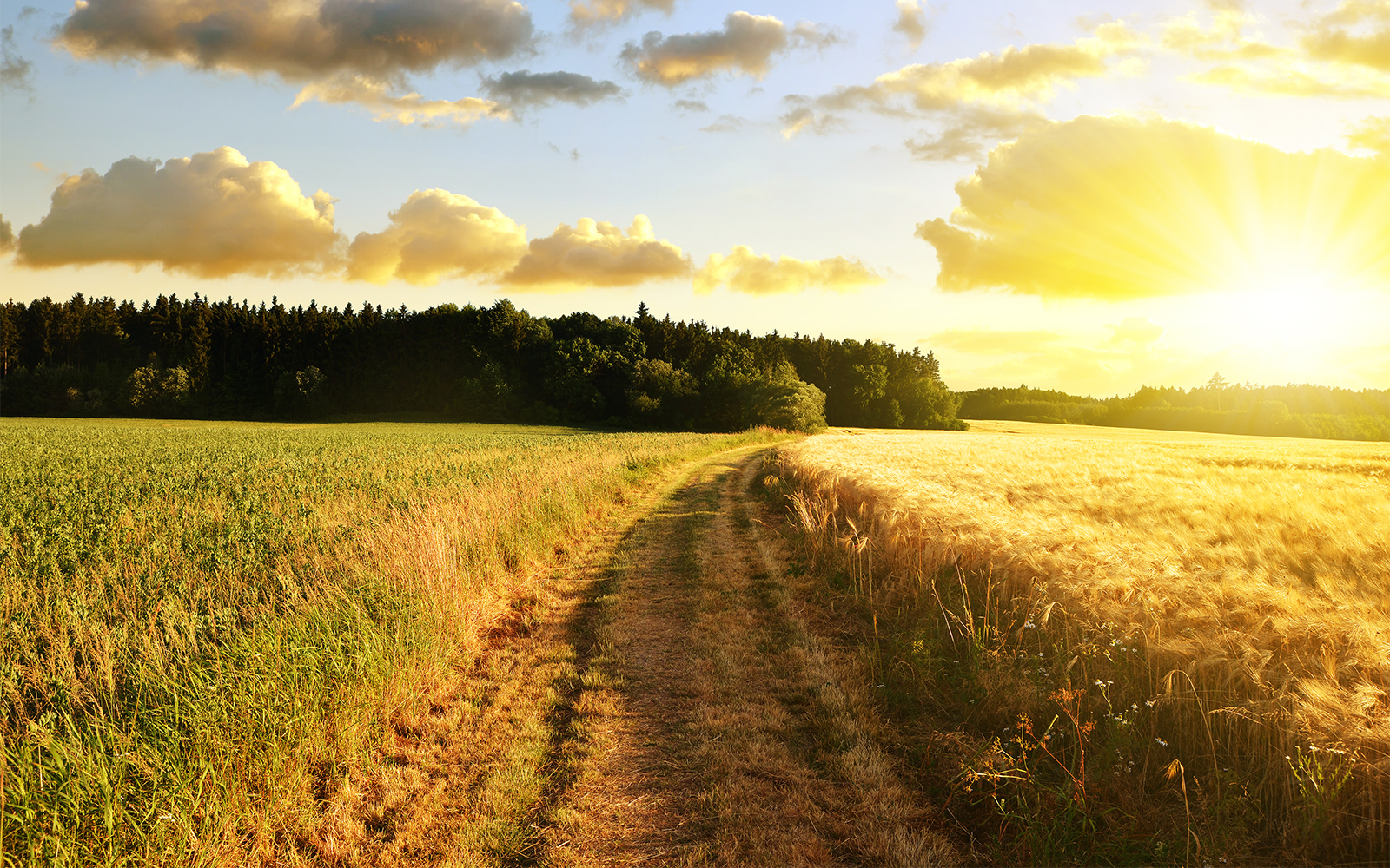 Open field with sun rising