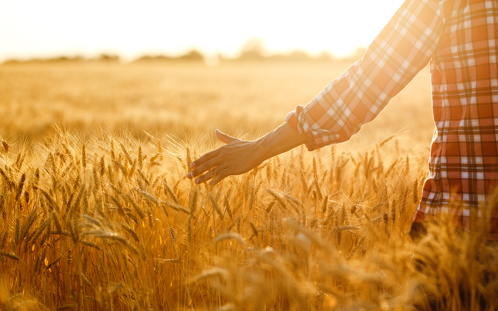 Close up of a persons hand walking through a wheat field