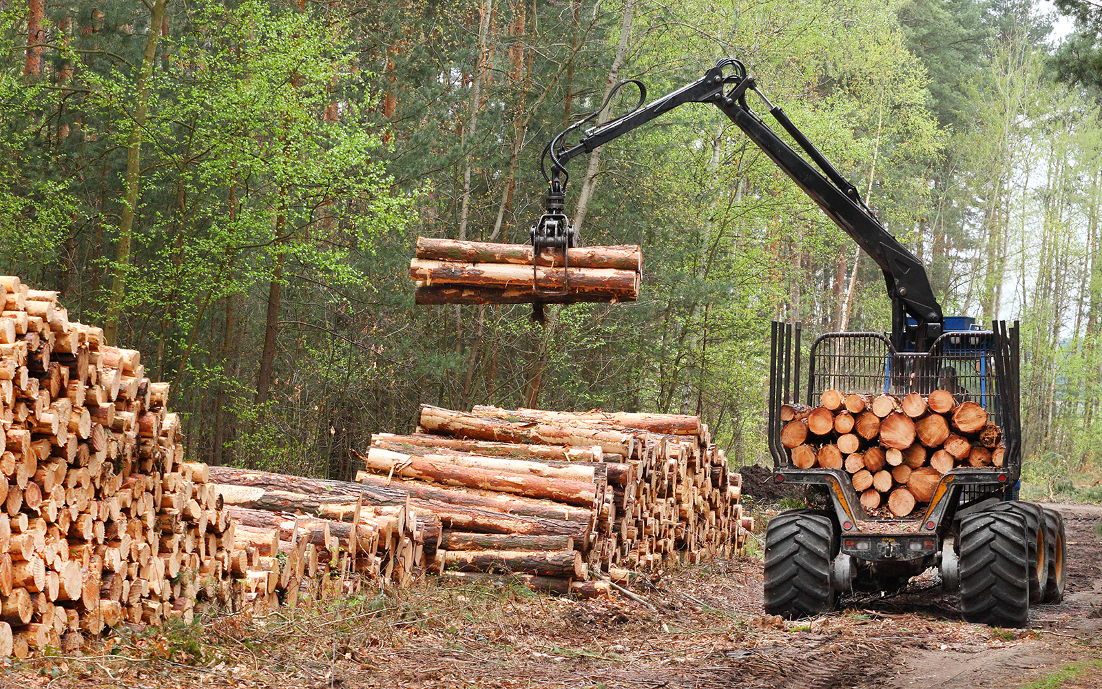 Stacks of logs at a forest logging site 