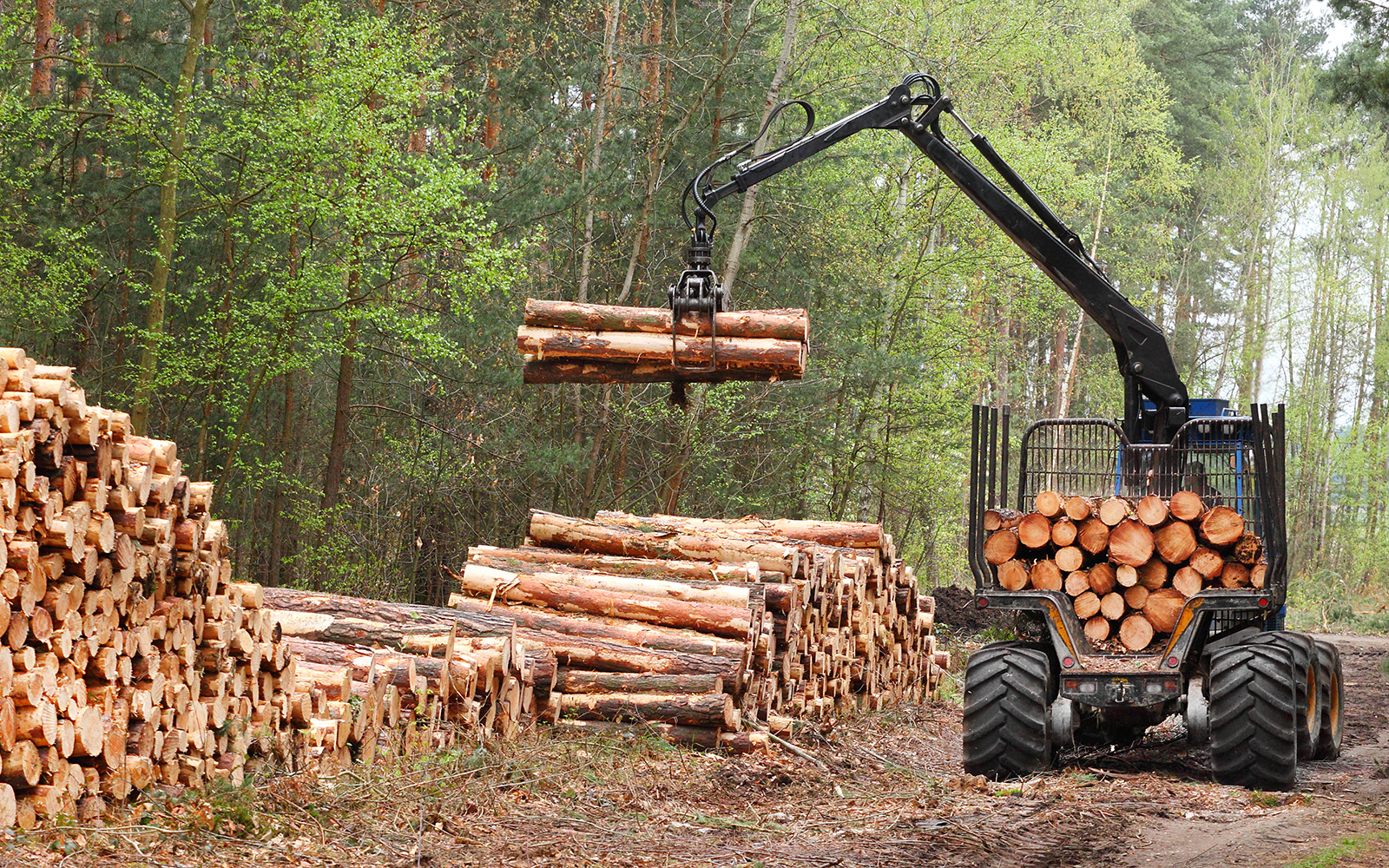 Stacks of logs at a forest logging site